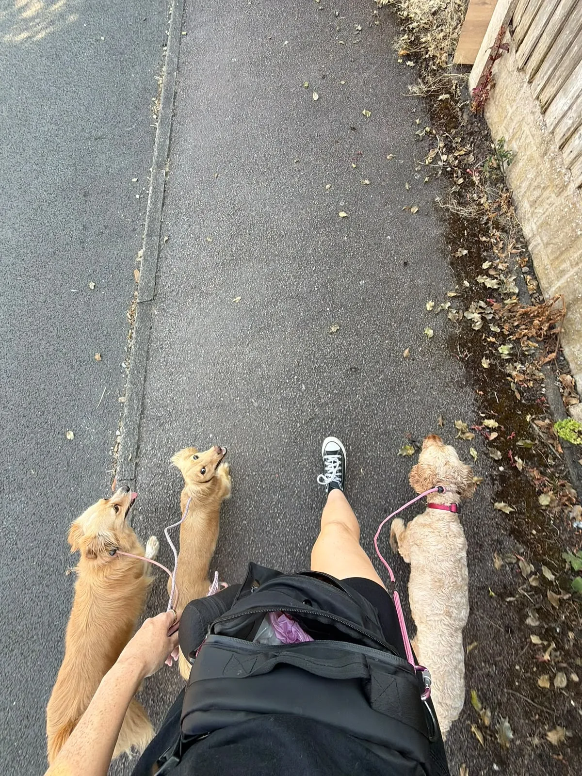 Small dogs from the community