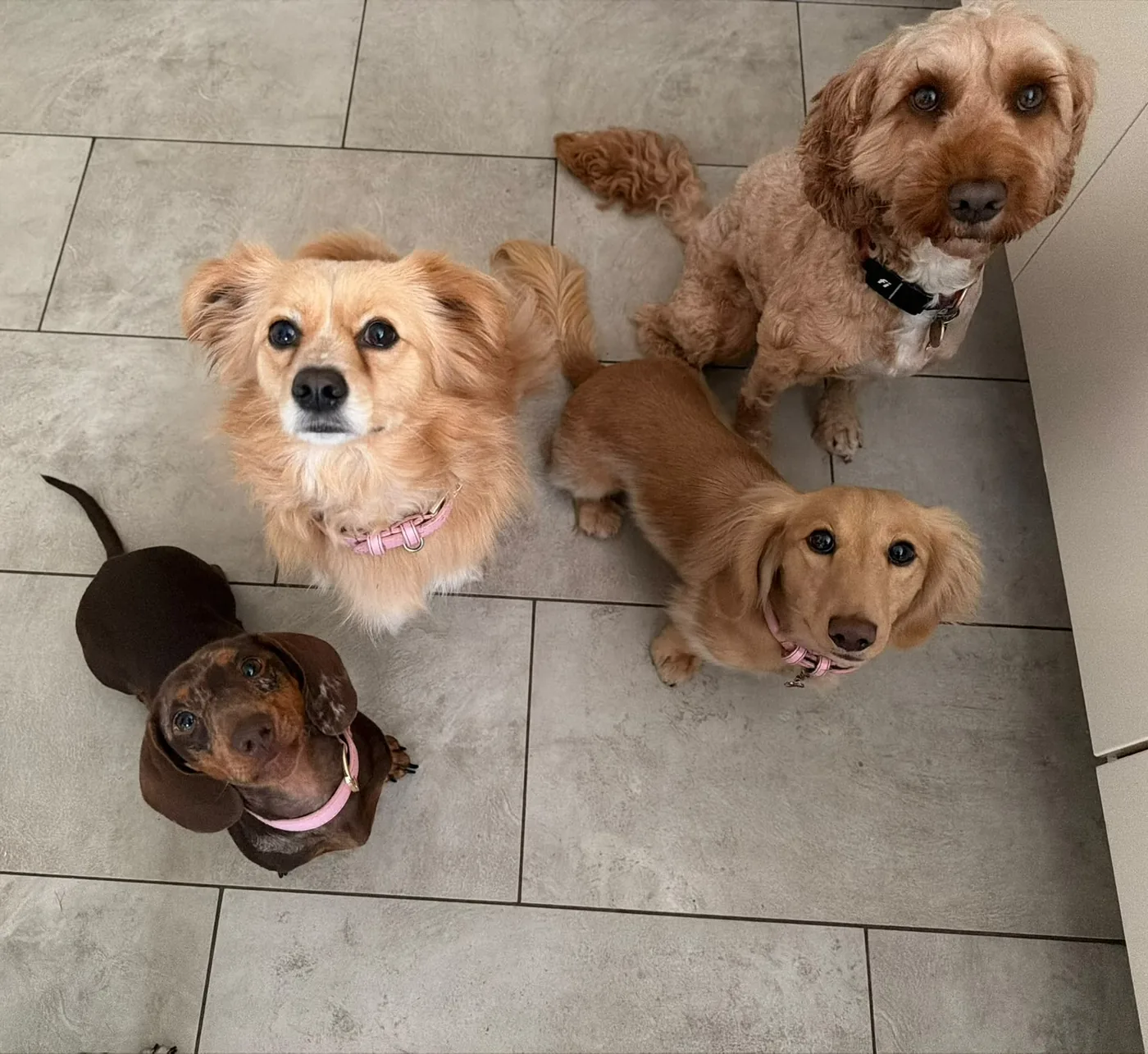 Small dogs from the community