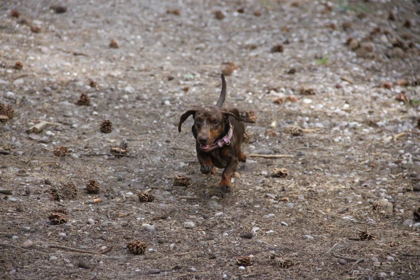 Coconut the dachshund running outdoors