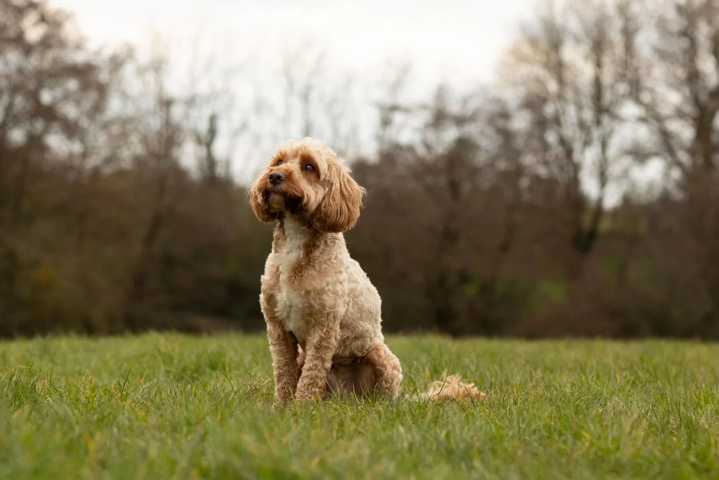 Marley, a curly apricot Cockapoo, sitting in a field