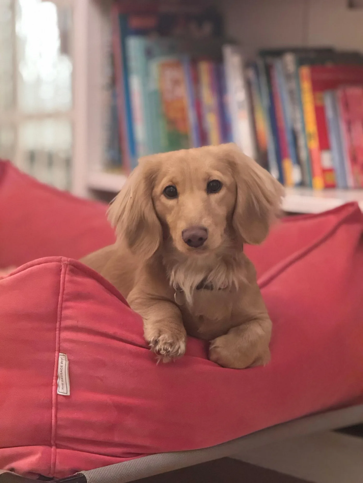 Noodle the long haired dachshund
