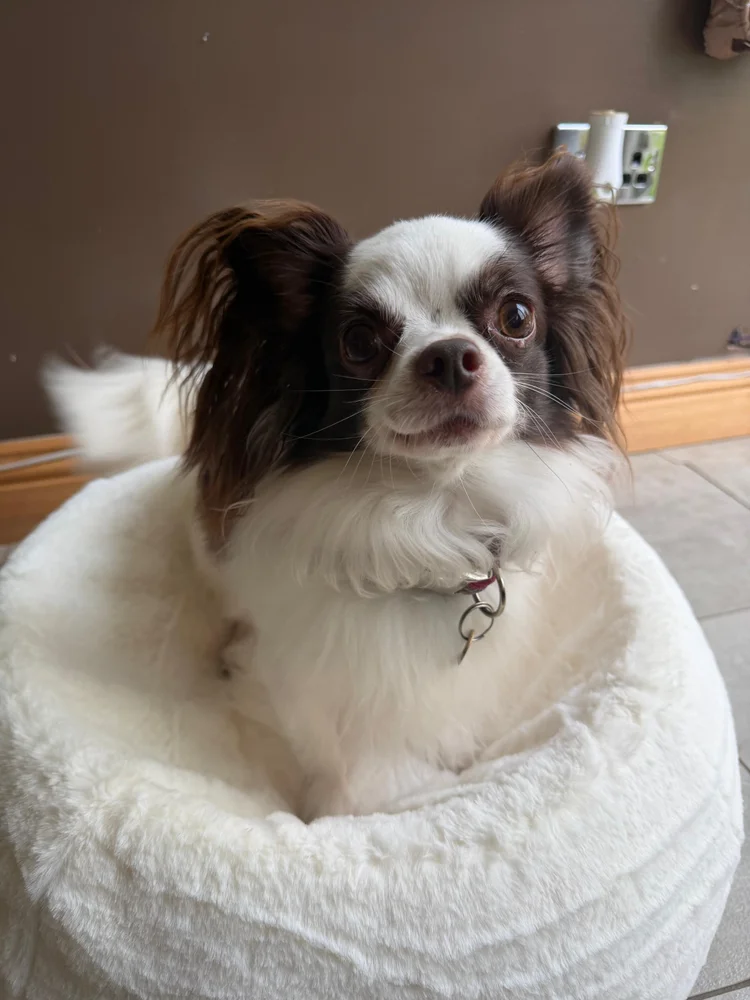 A small dog resting, lifestyle image for the Hybrid Program