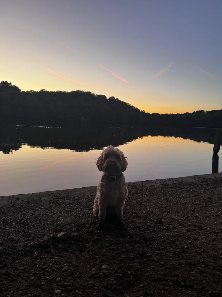 A small dog outdoors, lifestyle image for the Virtual Program